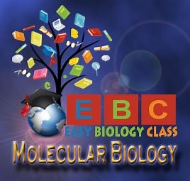 DNA Repair Mechanism PPT | EasyBiologyClass