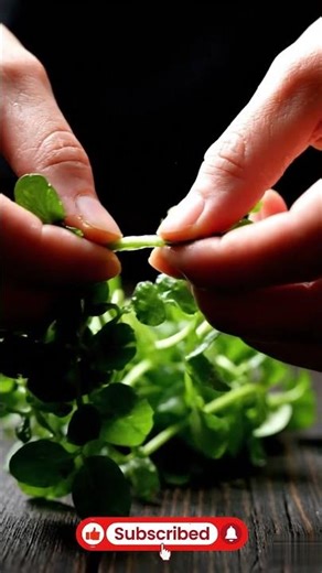 Watercress ASMR 🌿 Soft Leaf Rustle & Stem Snap | 4K Macro | #shorts
