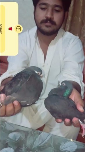 Identification of Sky Roller Pigeons #foryou #SkyRoller #PigeonLover