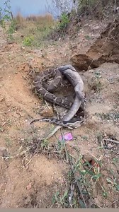 python vs monitor lizard #रायगढ़एनिमलसेवासमिति #dharmendrasnake . . . . #facebookreelsviral #trendingreel #raigarh_city #helpingvideo #viralphotochallenge #raigarhchhattisgarh #trendingshorts #facebookviral | Dharmendra Singh Rajput