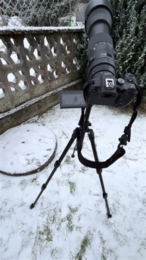 Canon R7 with Sigma 150-600C: Wildlife Photography Tips