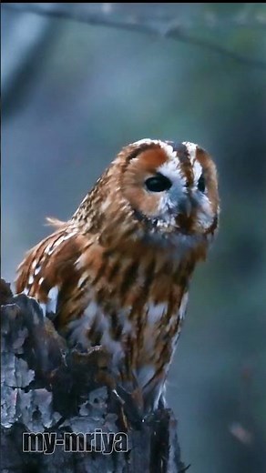 Tawny Owl scream