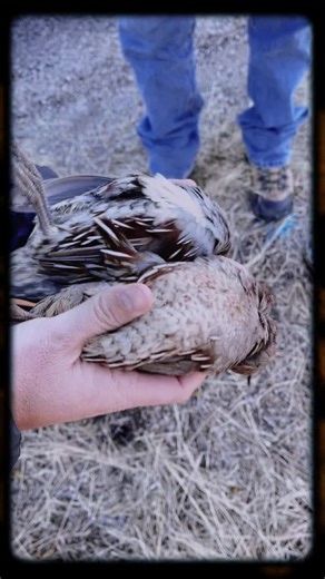 Arizona Gamble Quail pair #bladedvisionoutdoors #quail #arizona #arizonaquail #quailhunting #food