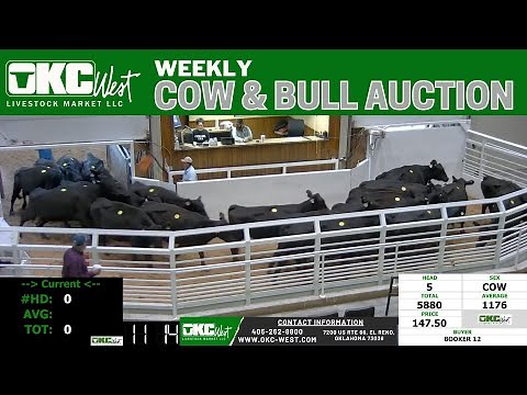 11/3/2025 – Cow & Bull Auction – OKC West Livestock Market | Oklahoma Cattle Market Live