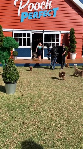 We let the dogs out 🐶 #poochperfect #rebelwilson #dogsoftiktok