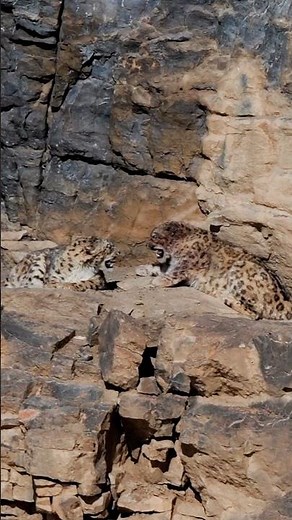 Rare Snow Leopard Mating Ritual in Spiti, India | Face-to-Face Courtship | Wild Wonders Expeditions