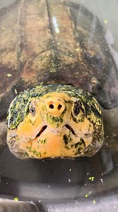 103K views · 2.9K reactions | The REAL JAWS  #alligatorsnappingturtle #snappingturtle #gardenstatetortoise #otistheturtle #turtlesofinstagram #turtles | Garden State Tortoise | Facebook