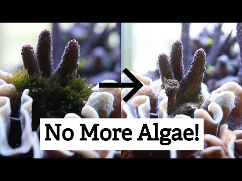 Removing Bryopsis Algae From a Reef Tank