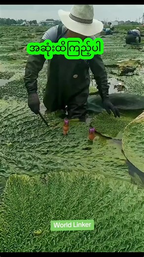 အဆုံးထိကြည့်ပါ - World Linker