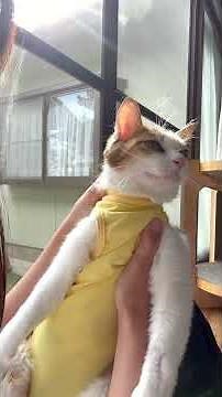 術後ウェア着たら優勝してしまった保護猫ミラ#保護猫ミラ#保護猫との暮らし#猫のいる生活#避妊手術がんばったね#猫好きさんと繋がりたい