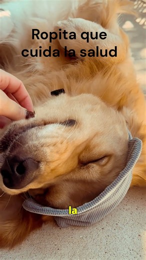 Ropita que cuida la salud | HUELLITAS FELICES PROTEJE A TU PELUDITO