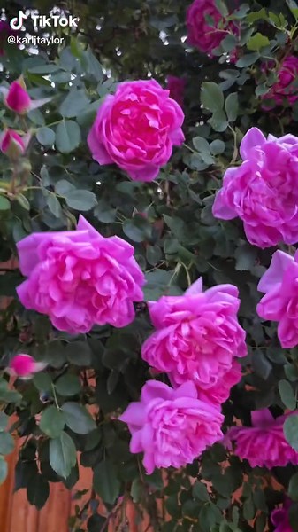 Karl Taylor (@karljtaylor)’s videos with original sound - BlueLineRidesLLC