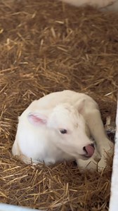 We’re enjoying nature in spring! 🌼 | Chatsworth House