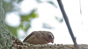 Brown-rumped Seedeater Serinus Tristriatus Eating Insects Stock Footage Video (100% Royalty-free) 9572210 | Shutterstock