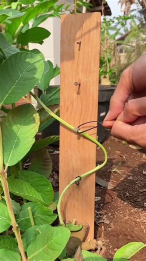 curved bonsai tree plant #airlayering #asmr #bonsai #pottedplants