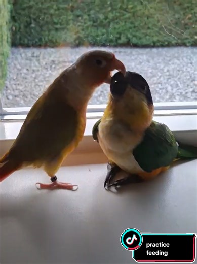 Caring for My Conure and Caique: Recharging My Soul