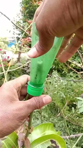 Apply This Simple Method to Roses 🌹 | Easy & Effective Results