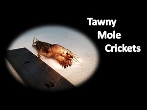 Sights and Sounds of the Tawny Mole Cricket