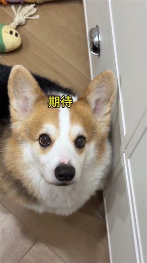 Corgi's Cooking Adventure: When a Novice Chef Meets His Paws