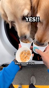 28K views · 321 reactions | Free Pup Cups from Nekter Juice Bar in Rochester Hills! This is at their South Rochester Rd location. #Michigan #puppies | Chow Down Detroit | Facebook