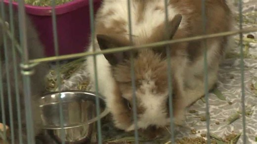 Placer SPCA seeks help after rescuing dozens of rabbits from Roseville home