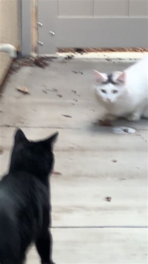 Cats playing in the dirt#cutecat #fyp #cutecatsoftiktok #cat