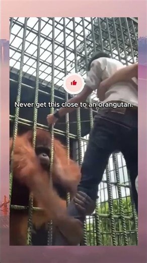 Orangutan grabs a man and doesn't let go