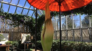 At Nearly 7 Feet, Corpse Flower Spike Sets Botanic Garden Record