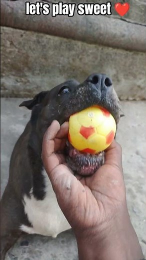 DOG'S paly with Balls 🏀#dogs #dogshorts #pets