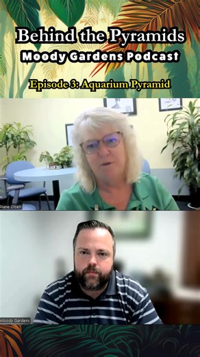 🎙️ Episode 3: A Dive Into the Aquarium Pyramid Go behind the glass with Aquarium Curator Diane Olsen as she shares her 30-year journey, penguin adventures, and what it takes to care for over a million gallons of marine life at Moody Gardens. 🌊🐧 Listen now for a deep dive into science, stories, and sea life! YouTube: https://bit.ly/3EX3j8T Spotify: https://spoti.fi/4ktigi1 | Moody Gardens