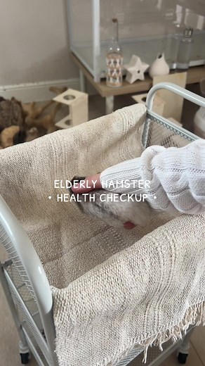 Cuidados para hámsteres mayores: Salud y bienestar