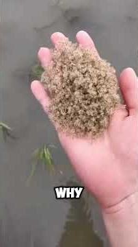 Why Farmers Are Releasing Crabs Into Rice Fields #farming #ecology