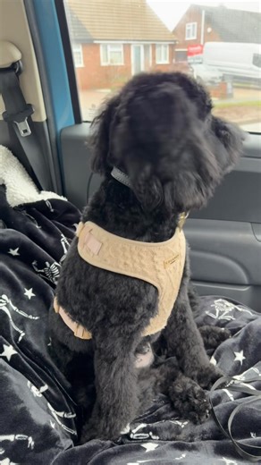 First haircut & teeth cleaning of 2026 🐾 #dogmom #dogsoftiktok #blackcockapoo #cockapoo #puppydog