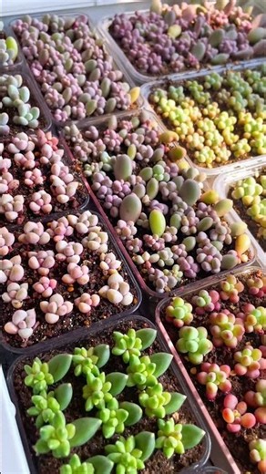 How to Propagate Succulents from Leaves (Easy Step-by-Step Guide!) 🌱