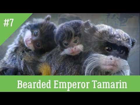 10 Most Amazing Animals in Peru