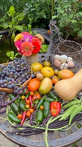 Summer garden harvest ft. the Concord grapes finally! #gardenharvest #harvesting #growyourownfood #growingfood #growfood #growwhatyoueat #backyardgarden #urbangarden | Meagan Lloyd