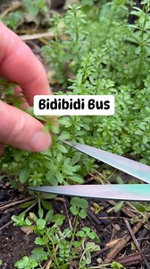 314K views · 4K reactions | The bidibidi bus! Cleavers (Galium aparine) #survival #newzealand #australia #gardening #100WildThings | Prepper Kiwi | Facebook