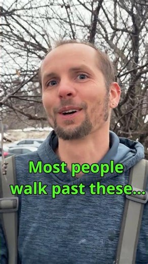 I Took Apple Tree Cuttings From a Parking Lot… Will They Grow?