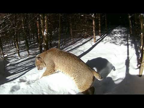 Wildlife Cam mid February 2021 - bobcat pooping!