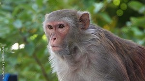 Monkey stand on a wall Look straight to the camera and came little bit forward