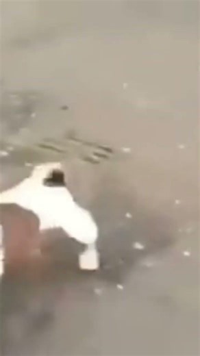 Dog Plays With A Bottle And Dies #memes #funny #humor