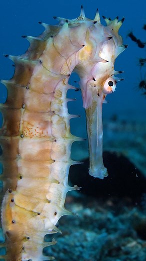 A spiny seahorse 💛 This rare ocean fish can be found across the Indo-Pacific region. They can be easy to miss, as they are only about the length of a pen and can shift colour to bright yellow, red, grey or even green. This helps it blend in with its surroundings. #EarthCapture by @_bugdreamer_ . . . . #SpinySeahorse #OceanFish #IndoPacific | BBC Earth