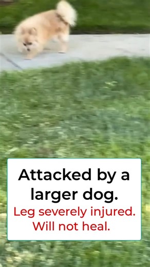 Tiny Pomeranian attack while outside with a child. Her leg is now severely injured and she requires surgery, it cannot heal otherwise. Click to help and for her story: https://freeanimaldoctor.org/campaigns/princess-pom/ @followers | FAD: Free Animal Doctor