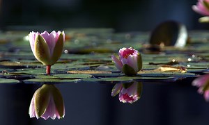 Do Thoughts Have the Power to Change Things? - InnerEngineering.com