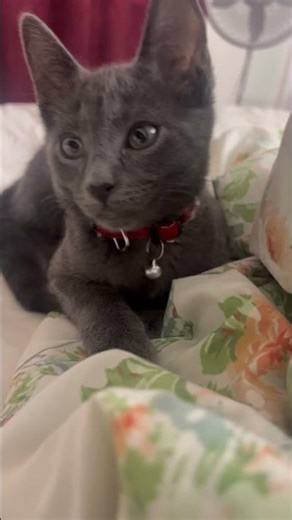 Send it to your short friend 🤭😊 #catshorts #cat #shortperson #funny