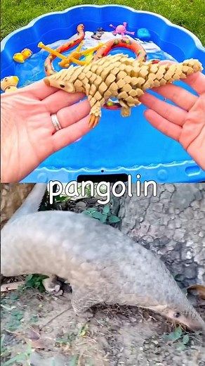 Animal Names | Kids Learn with Toys: Monkey Leopard Bear Pangolin Giraffe