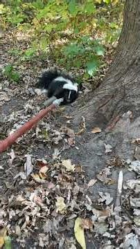 How to dispatch a skunk without getting sprayed #youtubeshorts #nature #hunting #trending #skunk