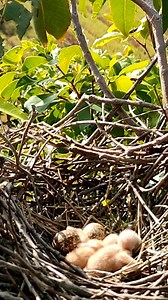 Kites Nest #eagle #bird | Border Birds