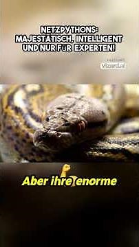 Netzpythons - Majestätisch, Intelligent und nur für Experten? #terraristik #terrarium #python