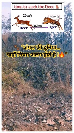 🌲 “Real life Maths सीखनी है? जंगल चलो 🌿” #shortsfeed #mathematics #shortsviral #mathstricks #reels